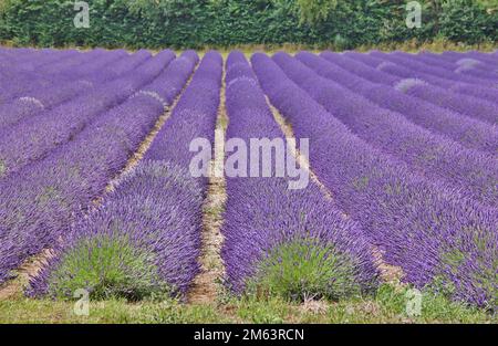 Ein Lavendelfeld in der Nähe von Sevenoaks in Kent, Großbritannien Stockfoto
