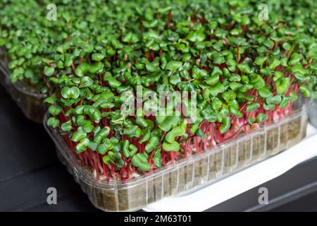 Saftige junge Triebe von Mikrogrün Nahaufnahme. Samen in einem Gewächshaus anbauen. Micro-Greenery Farm. Herstellung von umweltfreundlichem Vitamin Nuss Stockfoto