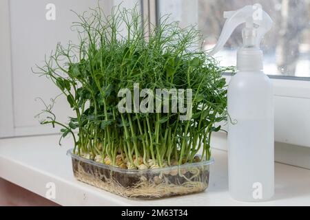 Saftige junge Triebe von Erbsen-Mikrogrüns auf der Fensterbank aus nächster Nähe. Samen im Winter zu Hause anbauen. Herstellung von umweltfreundlichem Vitamin Nuss Stockfoto