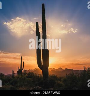 Ein 1:1 Quadratmeter großes Foto eines großen Saguaro-Kaktus bei Sonnenuntergang im Lost Dutchman State Park, einem 320 Hektar großen State Park in der Nähe der Superstition Mountains in Sout Stockfoto