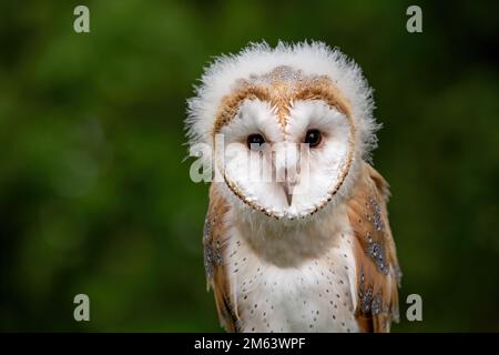 Baby-Scheune-Eule, jugendliches Weibchen ( Tyto Alba ) mit Fusseln und Federn. Tierwelt hoch oben in einer natürlichen Umgebung Stockfoto