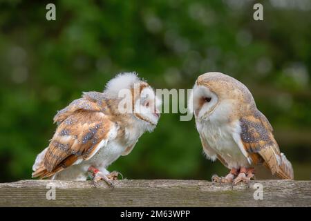 Baby-Scheune-Eule, jugendliches Weibchen ( Tyto Alba ) mit Fusseln und Federn. Tierwelt hoch oben in einer natürlichen Umgebung Stockfoto