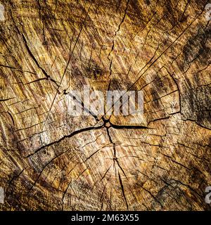 Blick vom Ende des Stamm Abschnitt closeup Stockfoto