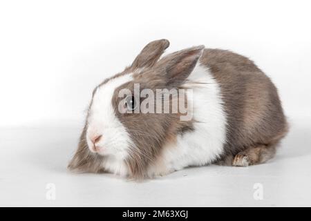 Porträt eines grauen Kaninchens auf weißem Hintergrund. Das Kaninchen sitzt und schaut weg Stockfoto
