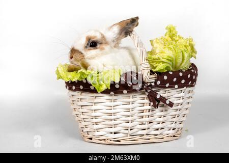 Porträt eines grauen Kaninchens mit Grünkohl in einem Korb auf weißem Hintergrund. Das Haustier frisst Kohl und schaut weg Stockfoto