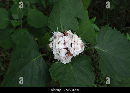 Uberblick über eine reife Blume des Glory Bower (Clerodendrum chinense) mit zwei toten Blüten Stockfoto