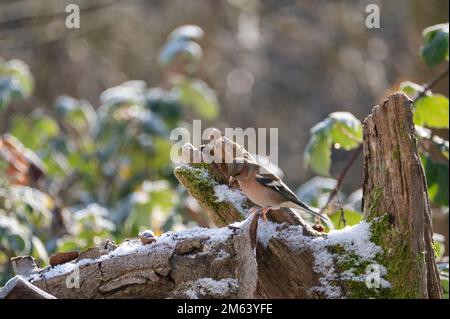 Im Winter sitzt ein Speckvogel (Fringilla Coelebs) auf einem alten Ast mit etwas Schnee Stockfoto