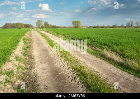Ländliche Straße zwischen grünen Feldern, ländliche Landschaft im Mai, Ostpolen Stockfoto
