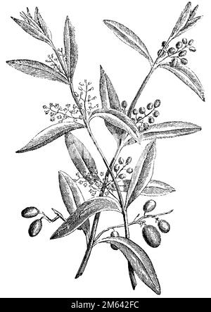 Oliven-, europäische Oliven-, Blumen- und Obstzweig, Olea europaea (Enzyklopädie, 1893), Olivenbaum, Blüten und Fruchtzweig, olivier, Fleurs et rameau fruitier Stockfoto