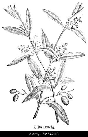 Olive, European Olive, Olea europaea, (Biologiebuch, 1909), Olivenbaum, Olivenzweig, olivier, rameau d'olivier Stockfoto