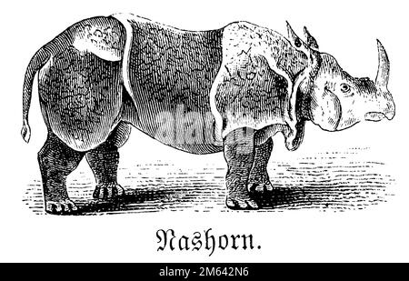 Indisches Nashorn, Rhinoceros unicornis (Bilderbuch, 1881), Panzernashorn, Rhinocéros indien Stockfoto