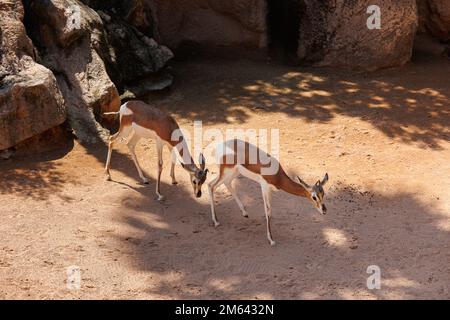 Die Dama Gazelle - Nanger Damm - auch bekannt als Addra Gazelle oder Mhorr Gazelle. Stockfoto