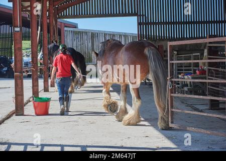 Clydesdale-Pferd im Sommer. Stockfoto