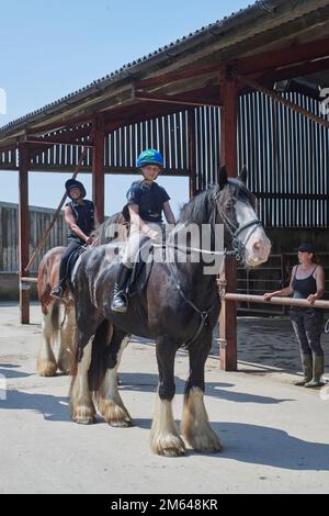 Wandern auf Clydesdale Draft Horses (Equus caballus) Stockfoto
