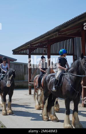 Wandern auf Clydesdale Draft Horses (Equus caballus) Stockfoto