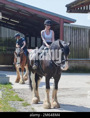 Wandern auf Clydesdale Draft Horses (Equus caballus) Stockfoto