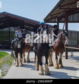 Wandern auf Clydesdale Draft Horses (Equus caballus) Stockfoto