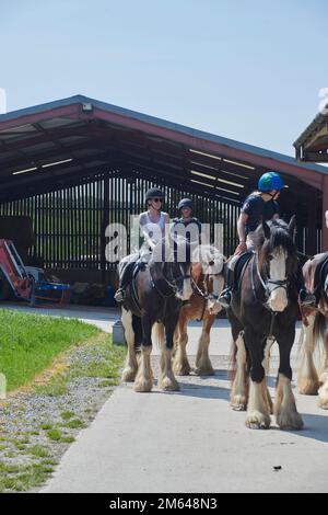 Wandern auf Clydesdale Draft Horses (Equus caballus) Stockfoto