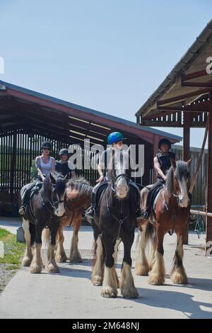 Wandern auf Clydesdale Draft Horses (Equus caballus) Stockfoto