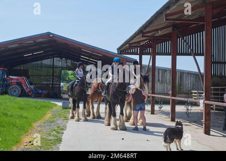 Wandern auf Clydesdale Draft Horses (Equus caballus) Stockfoto