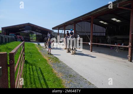 Wandern auf Clydesdale Draft Horses (Equus caballus) Stockfoto