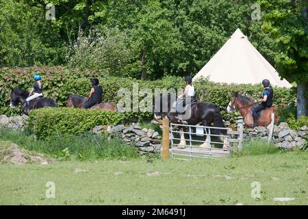 Wandern auf Clydesdale Draft Horses (Equus caballus) Stockfoto