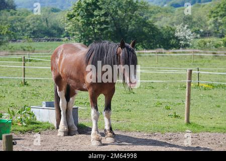 Clydesdale-Pferd im Sommer. Stockfoto