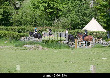 Wandern auf Clydesdale Draft Horses (Equus caballus) Stockfoto