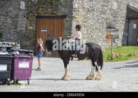 Clydesdale-Pferd im Sommer. Stockfoto
