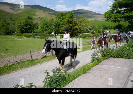 Wandern auf Clydesdale Draft Horses (Equus caballus) Stockfoto