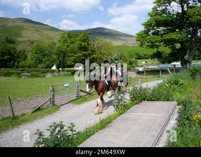 Wandern auf Clydesdale Draft Horses (Equus caballus) Stockfoto