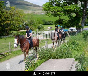 Wandern auf Clydesdale Draft Horses (Equus caballus) Stockfoto