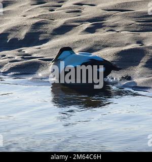 Männlicher König Eider-Ente, die sich (Somateria mollissima) auf Schlammflächen ruht Stockfoto