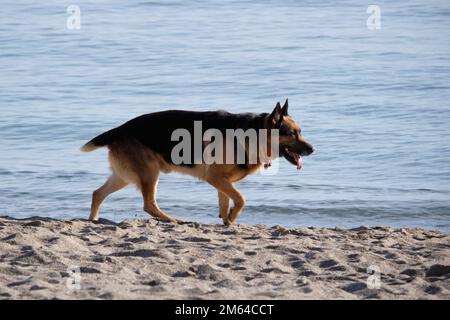 Deutscher Schäferhund, der am Strand spaziert. Stockfoto