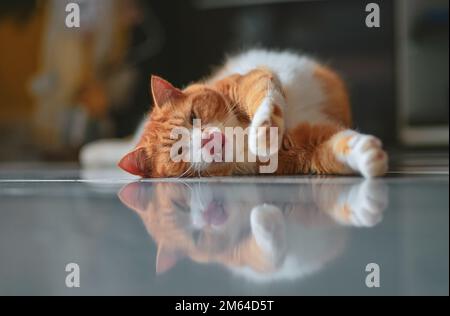 Ingwerkatze auf dem Boden in gemütlicher Atmosphäre. Stockfoto