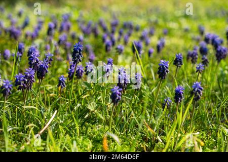 Muscari oder Traubenhyazinthe in den Sonnenstrahlen. Frühlingsblumen Hintergrund. Schönes helles Design von Postkarten, Kalendern, Broschüren. Eine Lichtung aus wildem Glanz Stockfoto