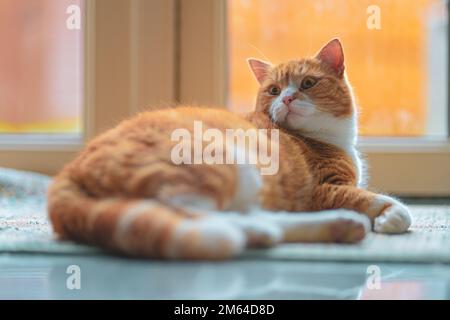 Die Ingwerkatze überprüft die Umgebung, verängstigt von Lärm. Stockfoto