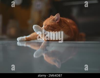 Ingwerkatze pflegt sich selbst auf dem Boden in einer gemütlichen Atmosphäre. Stockfoto