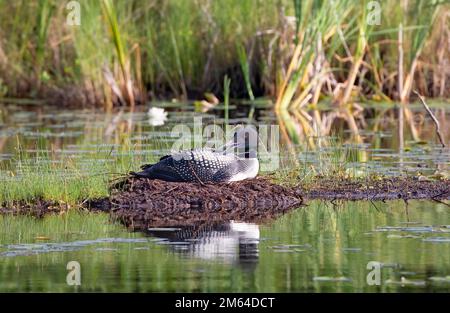 Gavia immer sitzt auf Nest und brütet ihre Eier im Frühsommer in Ontario, Kanada Stockfoto