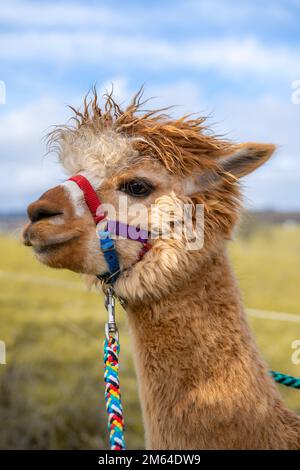 Eine vertikale Nahaufnahme eines huacaya-Alpakas. Stockfoto