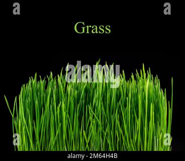Grünes Gras auf schwarzem Hintergrund. Stockfoto