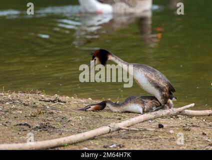 Great Crested Grebe Paarung Stockfoto