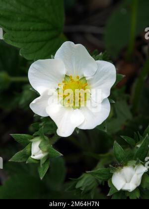 Erdbeerblume in voller Blüte mit schlafenden Knospen, mit weißen Blütenblättern vor dunklem Hintergrund. Stockfoto