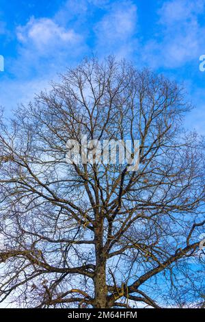 Eiche im Winter gegen blauen Himmel - Frankreich. Stockfoto