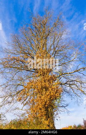 Eiche im Winter gegen blauen Himmel - Frankreich. Stockfoto