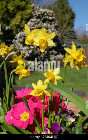 Frühlingsgarten mit Narzissen- und Polyanthus-Blumen im Container im Hintergrund mit Bäumen und Sträuchern Stockfoto