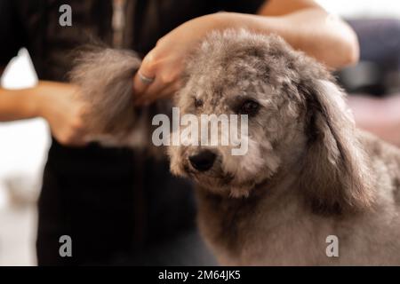 Hundekosmetik-Konzept. Hübsche, blonde Hundefrau trimmt reinrassige Pudel-Welpen. Pudel mit aschgrauem Fell. Stockfoto