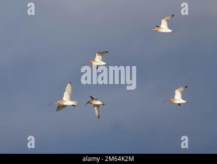 Curlews im Flug, (Numenius arquata) Stockfoto