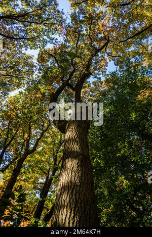 Scarlet Eiche, Cuercus coccinea, Buche Familie, Indianergarten, Brooklyn Botanischer Garten, Gegründet 1910, New York City, USA Stockfoto