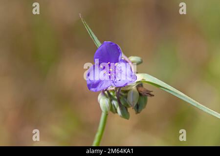 Eine Ohio-Spiderwürze sprießt vom Prärie-Boden und zeigt ihren violetten Blütenkopf. Stockfoto